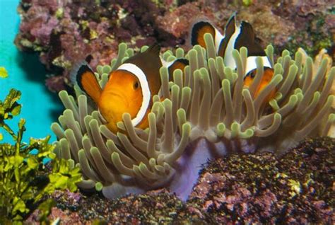珊瑚上可以种什么颜色,同一种珊瑚不同的颜色