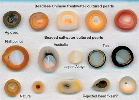 野生珍珠怎么分辨,怎样区分天然珍珠和人工珍珠