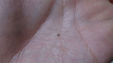 图片这种小黑点飞虫是什么虫、什么名称?