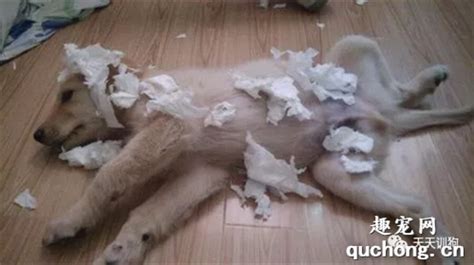 为什么泰迪犬爱咬纸巾,狗吃纸巾为什么