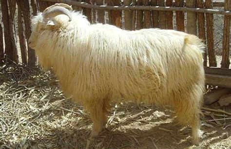 2017年羊绒价钱是多少钱,兔绒洗成纯羊绒