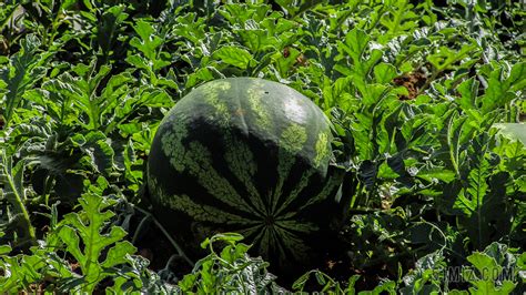 一种植物.谁能告诉我它的学名是什么?有什么用处.