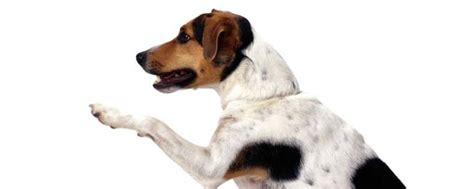 犬猫外耳炎是什么,狗狗纤维瘤抹什么药