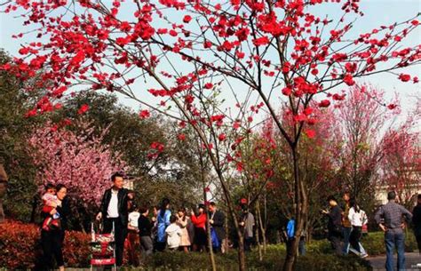 重庆可以种植哪些名贵花卉树木?