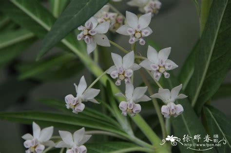 请问这是什么花?