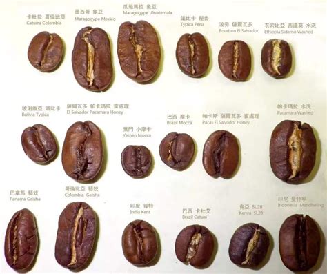 咖啡豆供应商