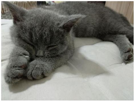猫咪总是靠着你睡觉,猫爱趴身上睡觉怎么办