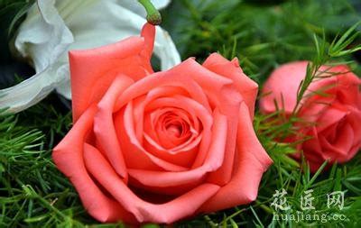 玫瑰花的养护方法,怎么样保养玫瑰花