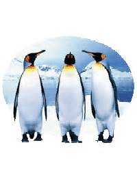 马达加斯加的企鹅,企鹅小冰说了什么用