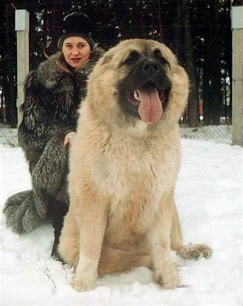 俄罗斯高加索犬,高加索犬为什么不厉害