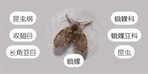 如何有效根治 廁所飛蟲,學名:蛾蠓,又名(糞蟲) !求高手~~~~
