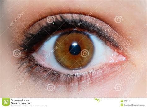 人的眼睛为什么只有棕,眼球为什么慢慢变成棕色的
