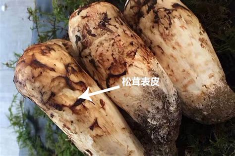 赤松茸最简单好吃的做法 松茸最营养的部位