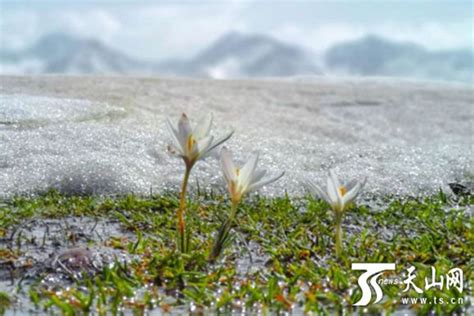 冰草适合什么季节种植?