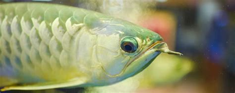 热带鱼适合温度是多少,很多品种的热带鱼