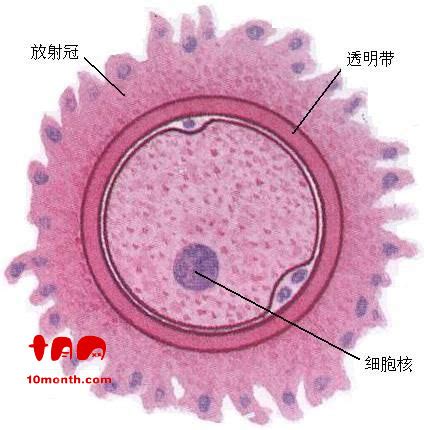 怀孕1-40周胎儿发育全过程,你是第几周