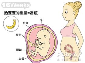 孕4月和孕5月的胎儿发育手册
