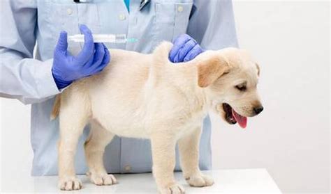 一般小狗出生多少天可以卖,小狗一般出生多少天打疫苗