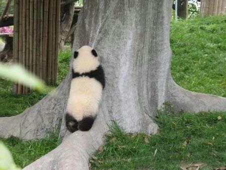 熊猫怎么照顾孩子,怎么照顾熊猫
