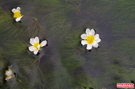 毛茛花叶子发黄是什么原因