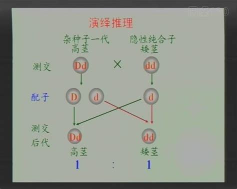 父亲杂合基因遗传给下一代的概率