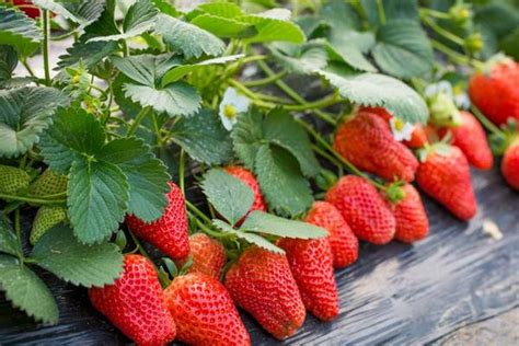 孕妇梦见吃草莓是什么意思?
