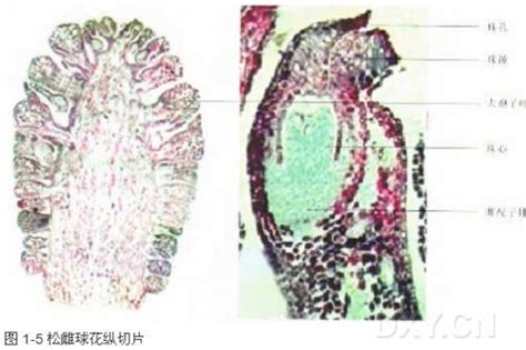 裸子植物举例