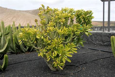 植物金麒麟的独特意义?