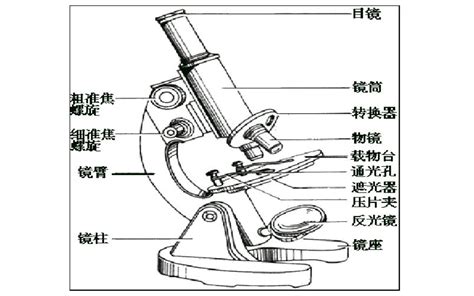 显微镜的结构示意图