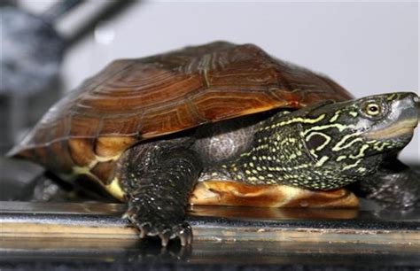普及一下常见乌龟,乌龟有多少个品种
