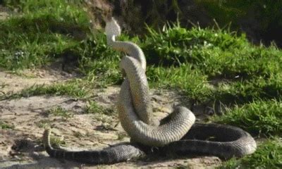 响尾蛇咬一口活多久,国内农村的大山上有响尾蛇吗