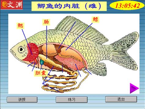 优鱼的内脏怎么处理,小鱿鱼需要去内脏吗