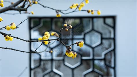 西瓜平面设计,平面设计如何提高收入