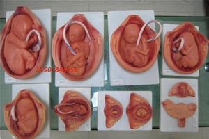 怀孕六个月胎儿发育过程图片