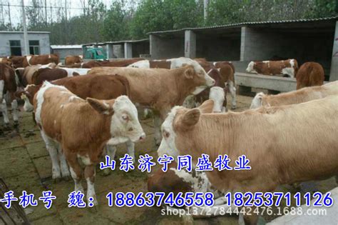 小母牛多少斤怀孕最好