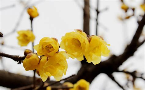 新疆北疆室内盆栽素心腊梅能开花吗?