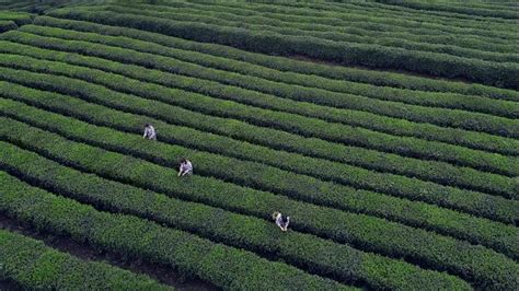 如何辨别竹叶青茶品质,怎么辨别竹叶青茶