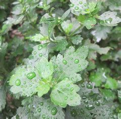 枸杞菊花茶的泡法,菊花怎么泡法