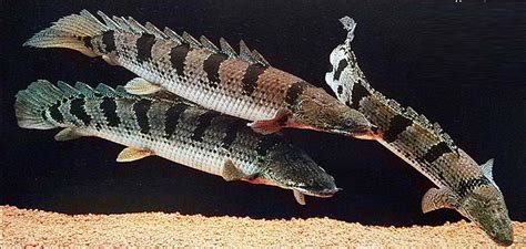 六角恐龍魚好養(yǎng)嗎