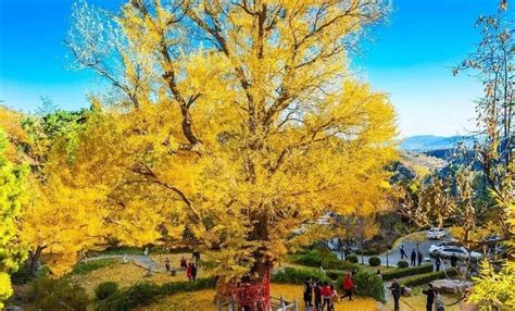 留在大杏树下的回忆-写景作文600字(共4篇)