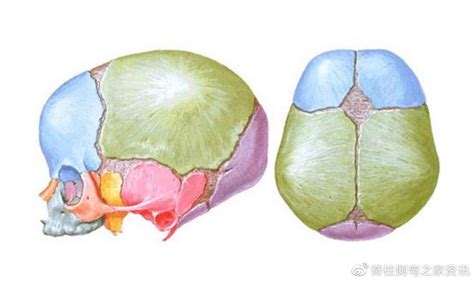 胎儿大脑发育有三个高峰期