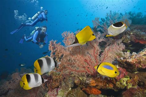 澳大利亚凯恩斯·即将消失的大堡礁