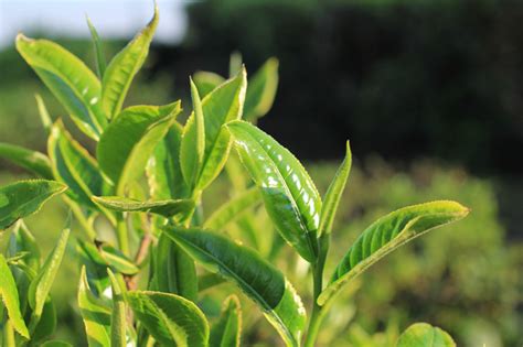 广西什么茶叶有名,普茸茶属于什么茶