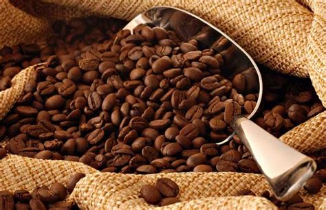 摩卡咖啡豆的风味特点及冲泡建议