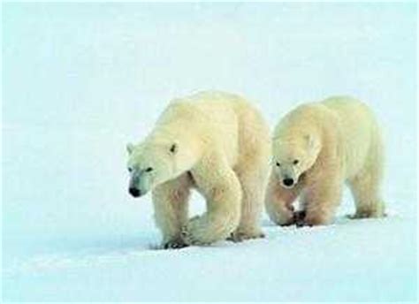 南极无熊为什么,为什么不叫南极熊