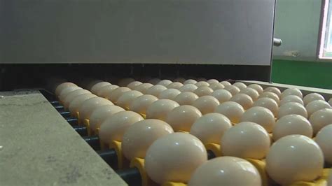 金蛋制作的利润怎么样,加盟制作金蛋怎么样
