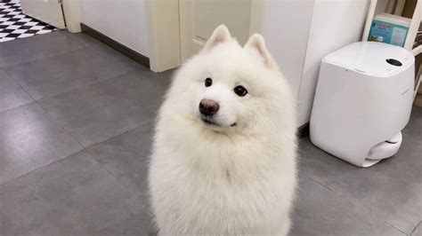 誰有薩摩耶犬的圖片