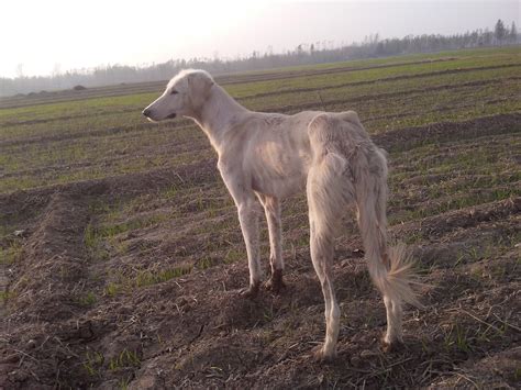 什么是长毛细犬,宠物长毛细犬的习性特征与喂养等介绍