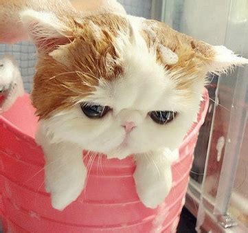 宠物猫洗澡多少钱一次,给宠物猫洗澡多少钱
