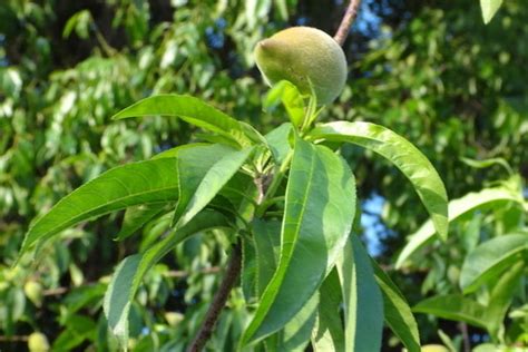 茉莉花茶是什么茶树的叶子,茶树的叶子是什么形状